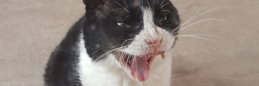 lg_pinguim's profile banner image