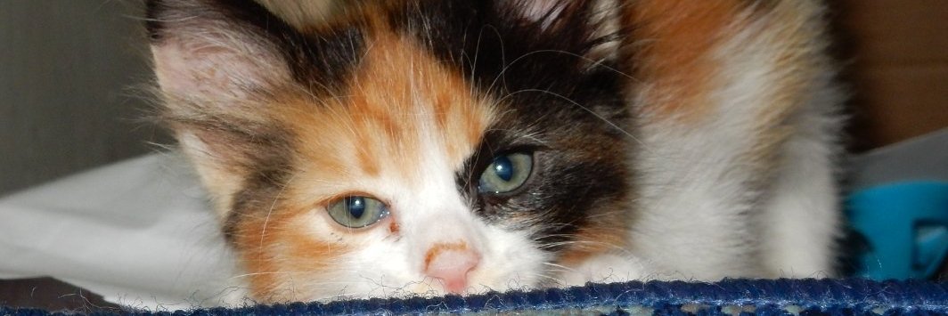 mommiBOT's profile banner image