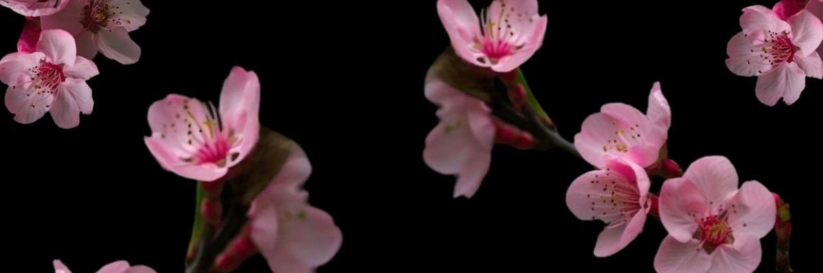 _sonyaaa_'s profile banner image