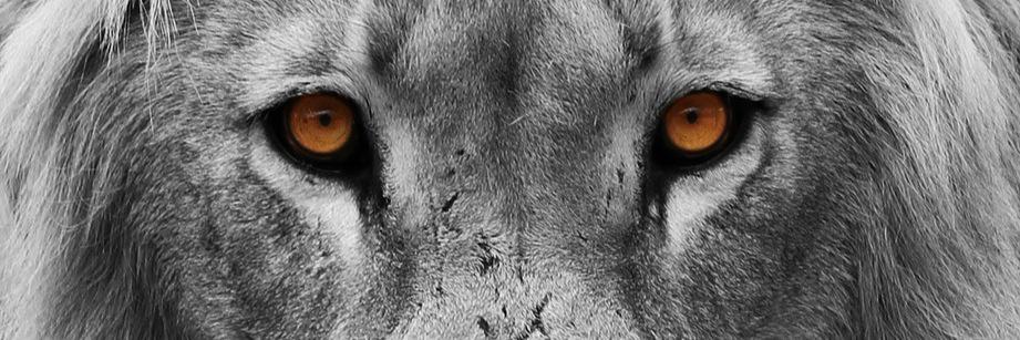 scbpeter's profile banner image