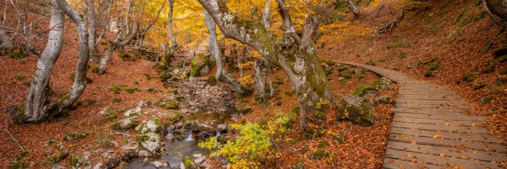 Dani Glez López 🦁 banner