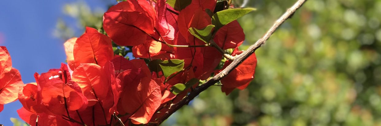 Joseib ⭐️⭐️⭐️ banner