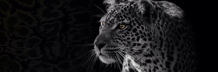 iMilller's profile banner image