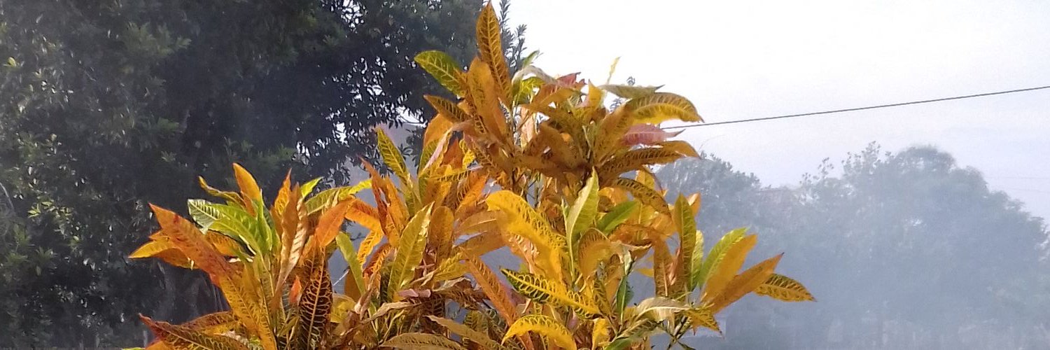 pujamayasari's profile banner image