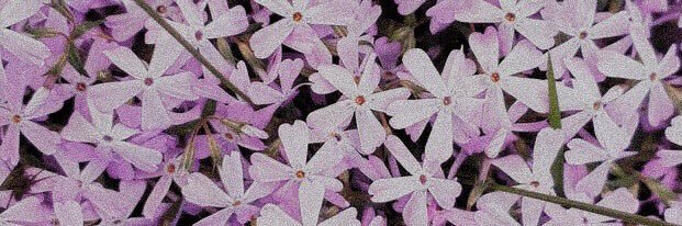 emilyramirez_'s profile banner image