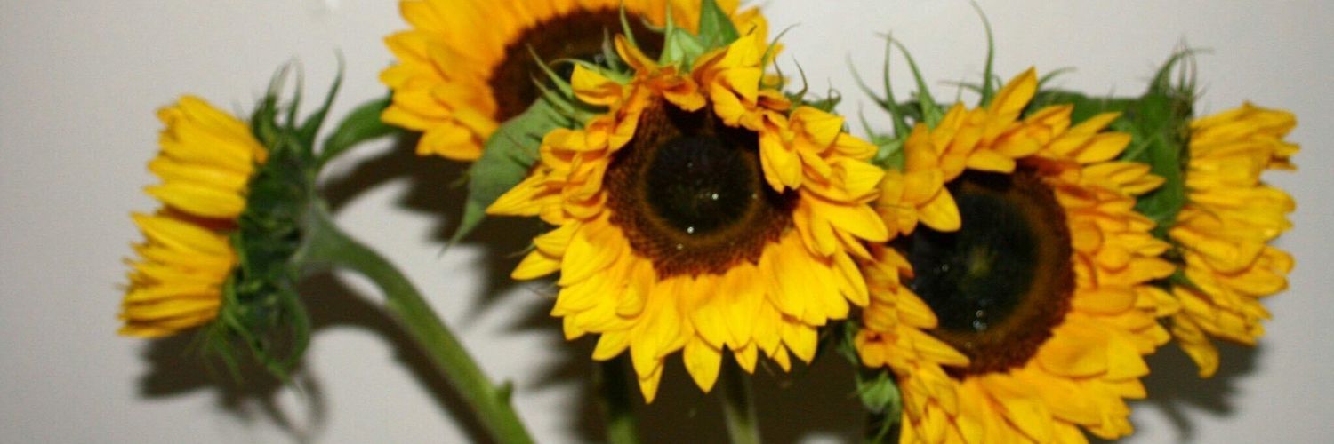 httpsnicole_'s profile banner image