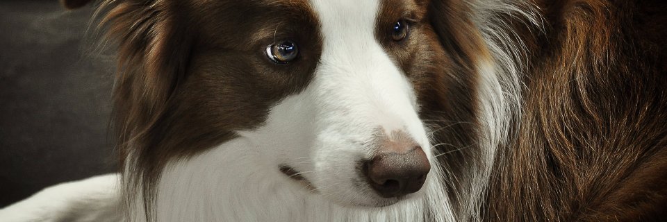 heather porter banner