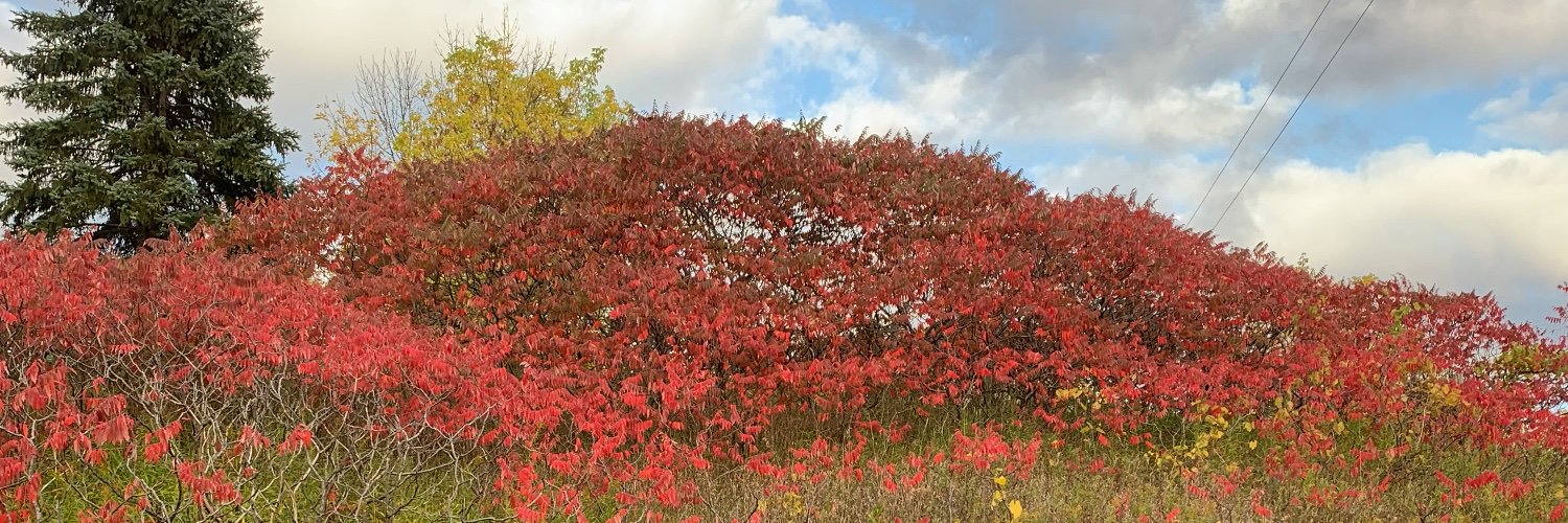 ElliePR🇨🇦🇵🇷 banner