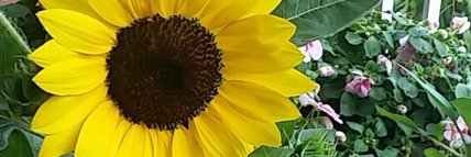 charamelts's profile banner image