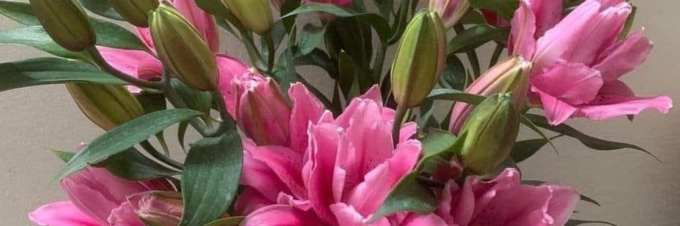 KarissaDeplazes banner