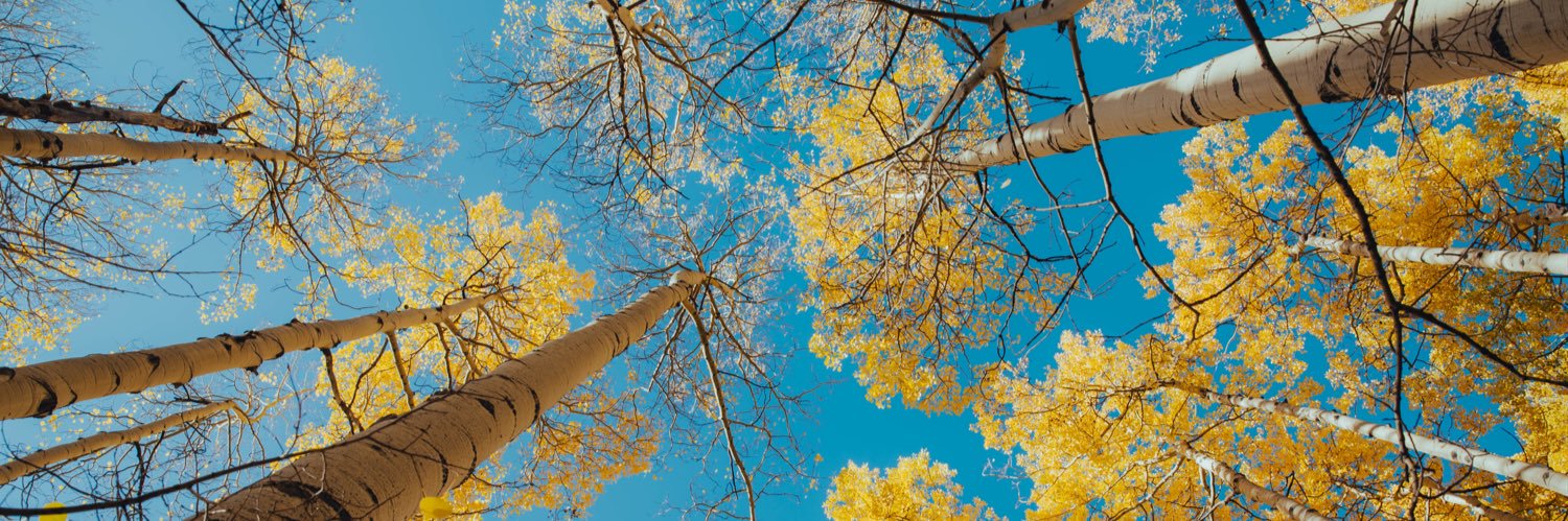 DingeeMark's profile banner image