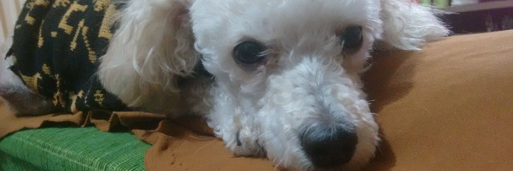 nat ⦿ ☰ ☲ banner