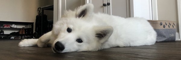 captmilkchoco Profile Banner