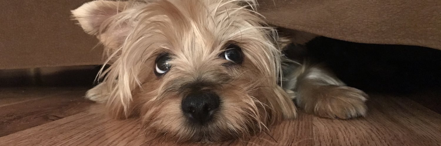 mariasaaro's profile banner image