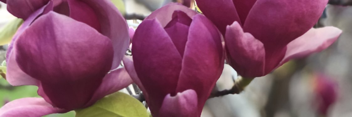 Margie Anderson banner