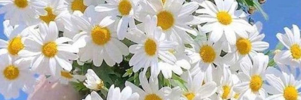 x_myab's profile banner image