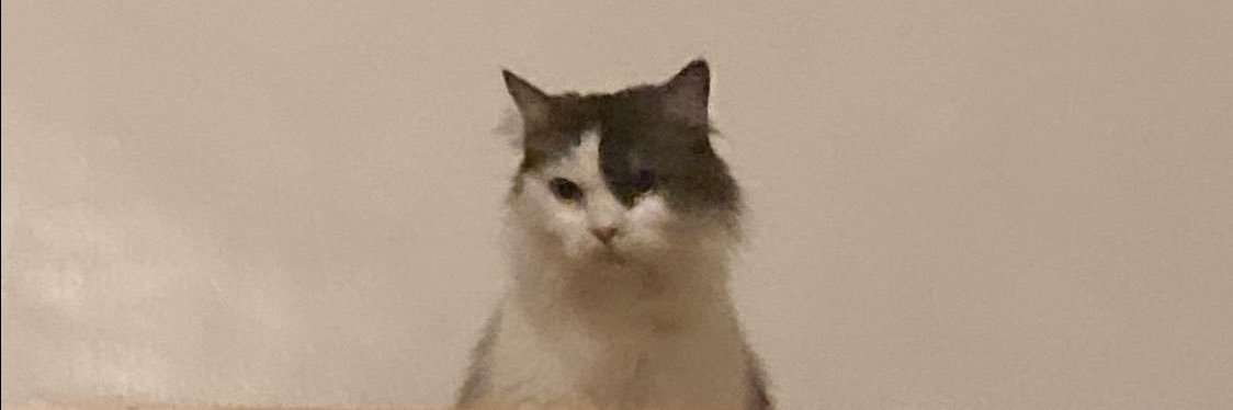 prillythecat's profile banner image