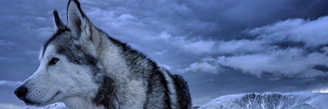 marcus_pepper's profile banner image