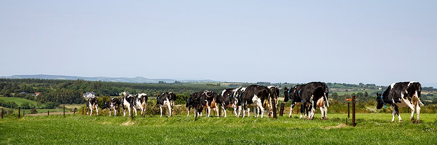 Donal O Leary banner