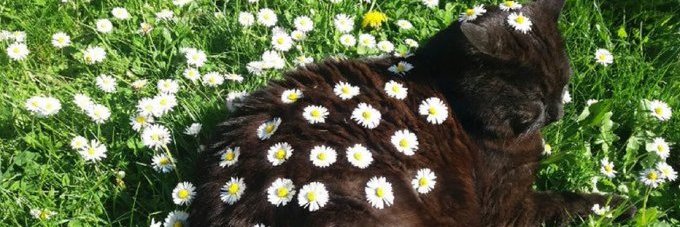 Dannaws_'s profile banner image