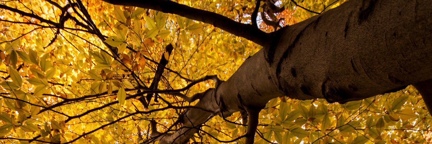 YNLP_'s profile banner image