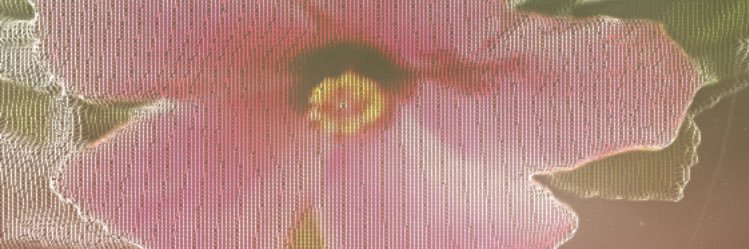 chanchangooo's profile banner image