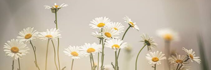 debyapplefield's profile banner image