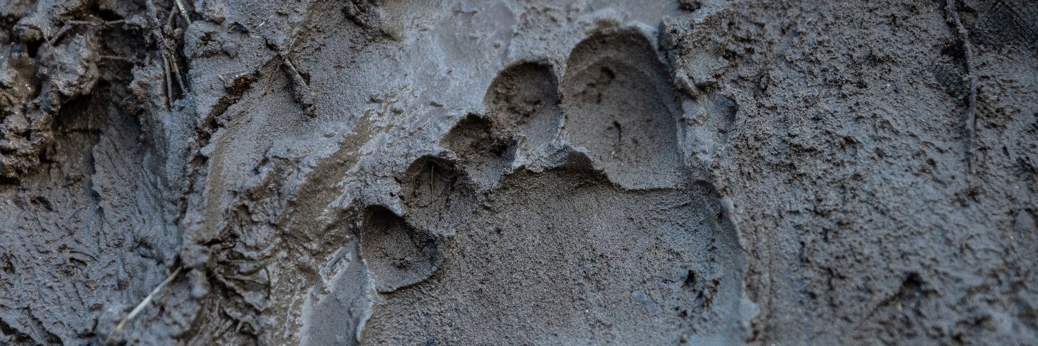 Raquel Natalicchio banner