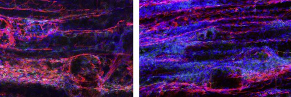 caporalilab Profile Banner
