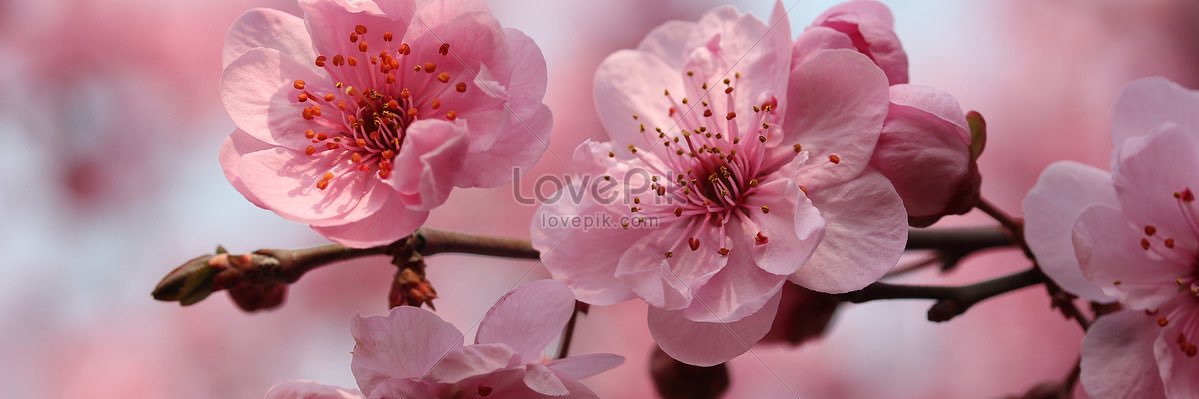 Estef1882's profile banner image