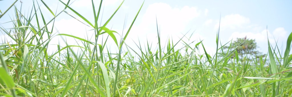 therealdingg's profile banner image