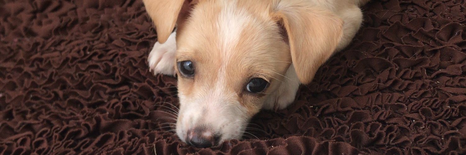 Nego Sullyvan banner