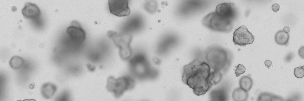 Gustave Ronteix banner