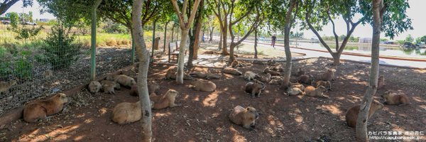 capybarahp Profile Banner