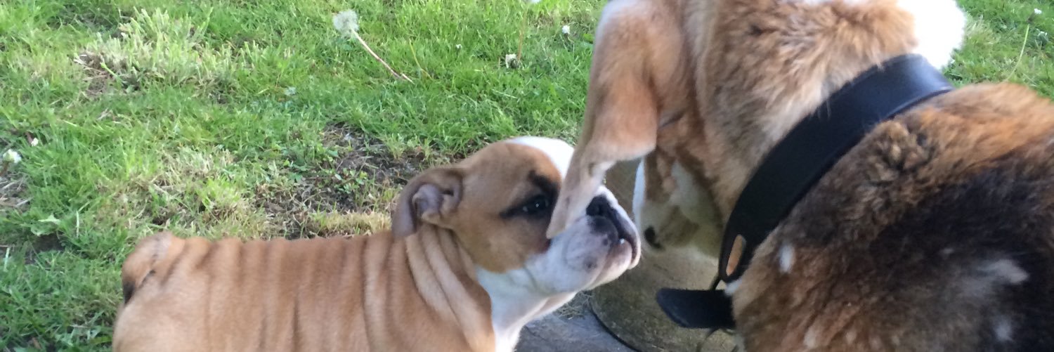 fastchunk's profile banner image