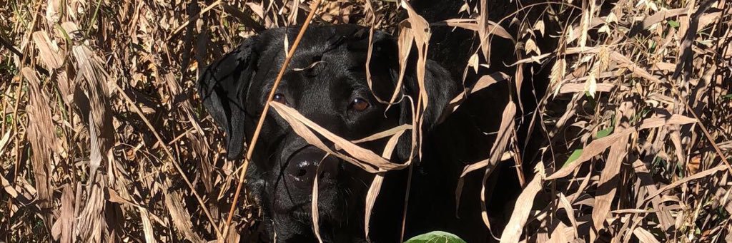 RileyGrayson's profile banner image