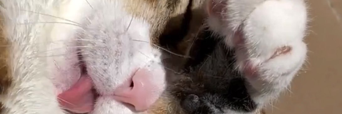 Laurasmiile15's profile banner image