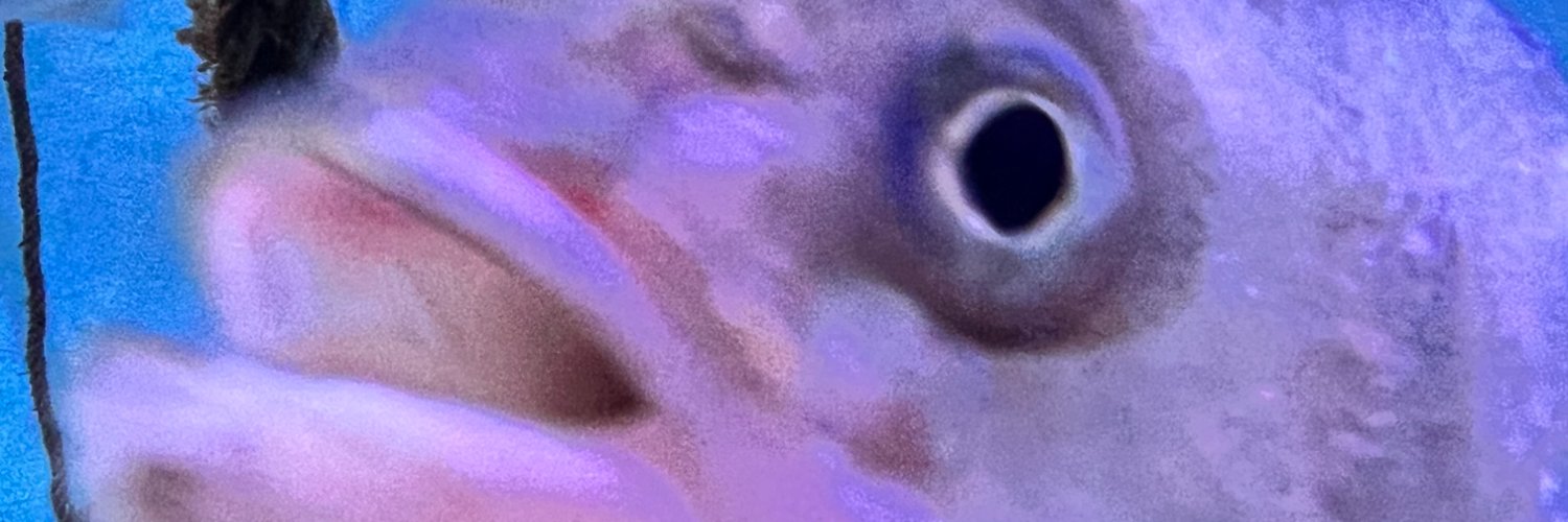 xunea_'s profile banner image