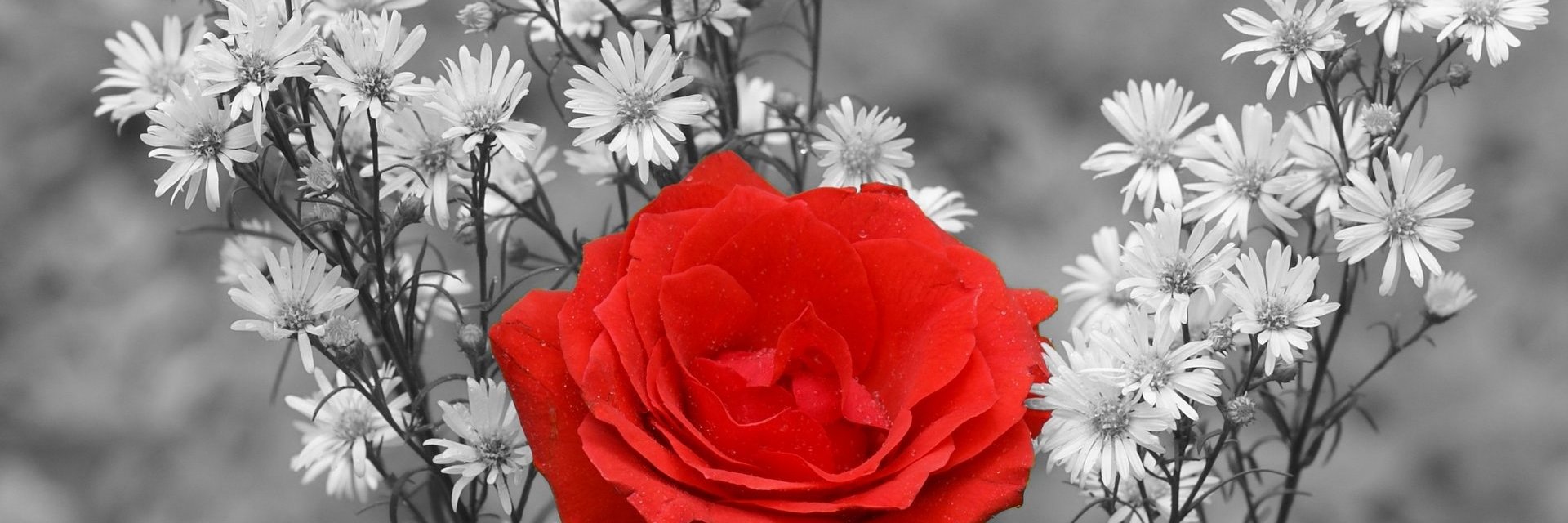 Zulichka_'s profile banner image