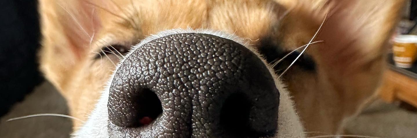 AllyKick's profile banner image