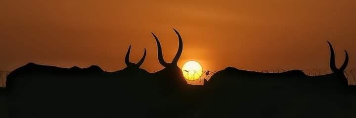 Ya_Moduu's profile banner image