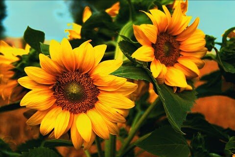 Ndlovine's profile banner image