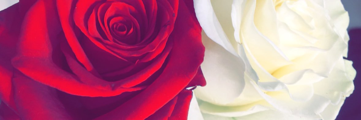 Marieetroxane's profile banner image