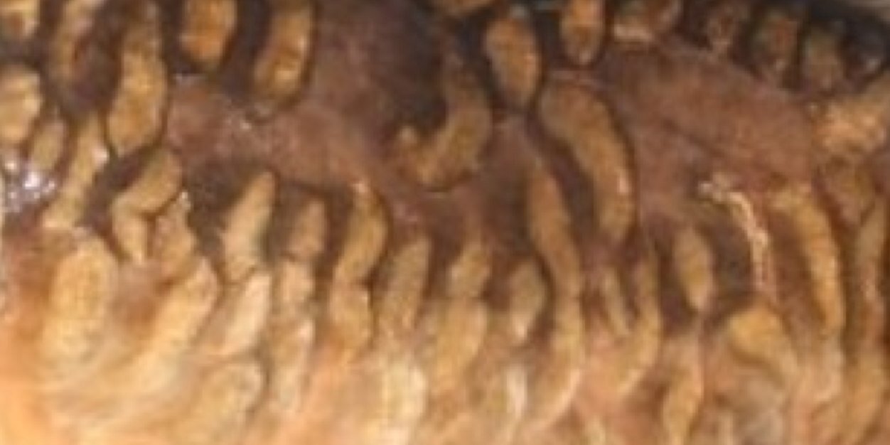 ScaleyBeast's profile banner image