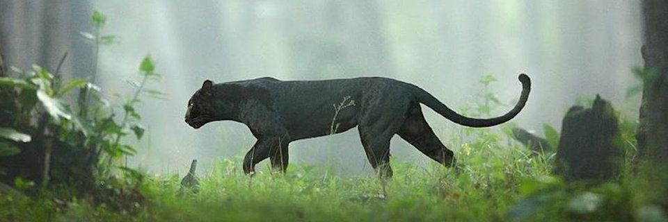 Alain vert Toujours banner