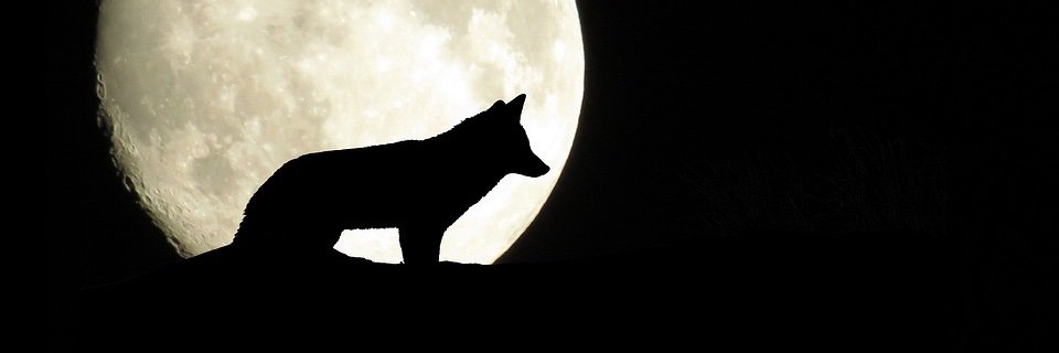 _ChloeP15_'s profile banner image