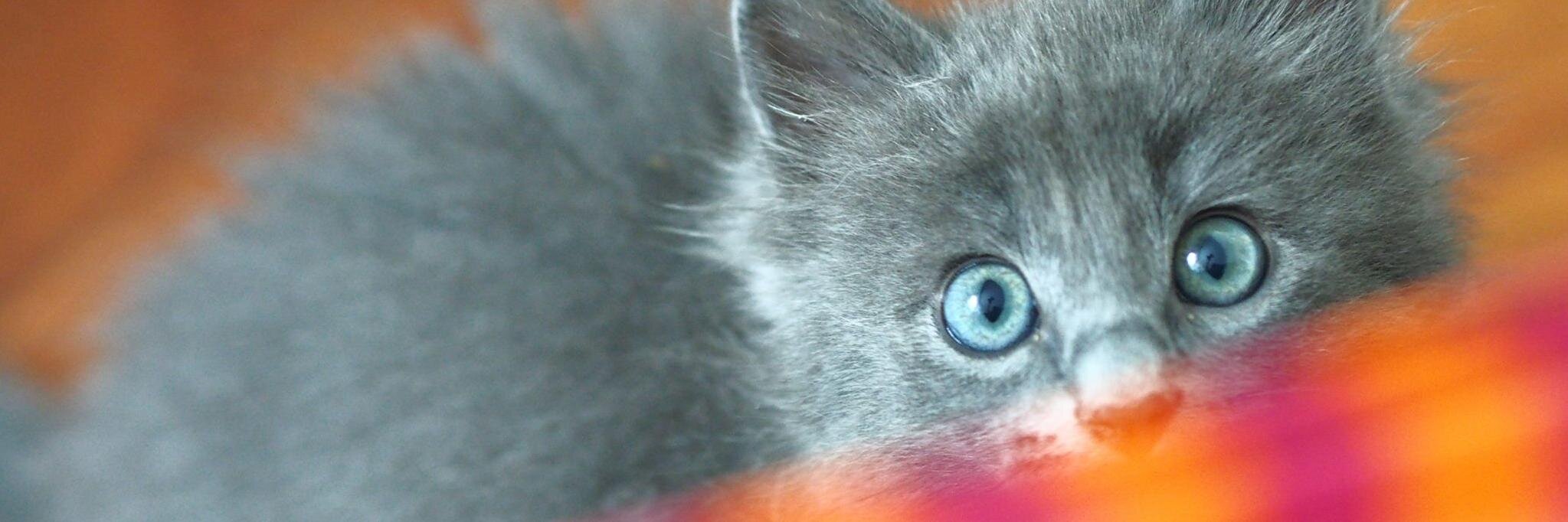 13thStCats's profile banner image