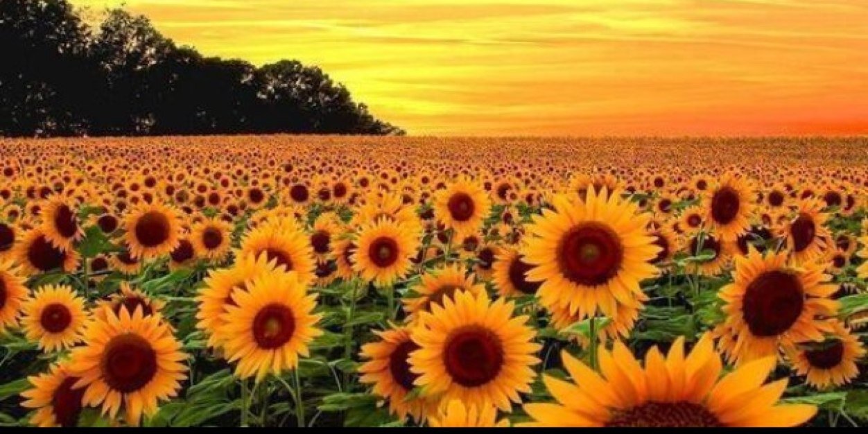 DaniDanss's profile banner image