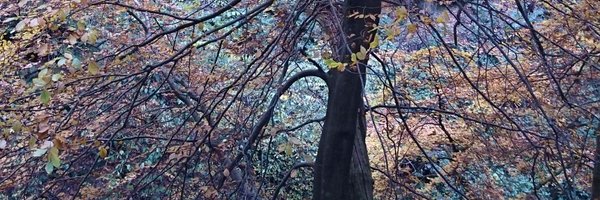 DocAmali Profile Banner