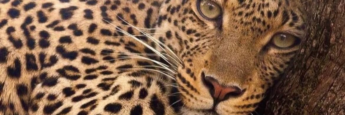 DudaBarros17's profile banner image